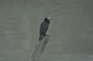 Uccelli dello sri lanka mi aiutate a identificarli ?
